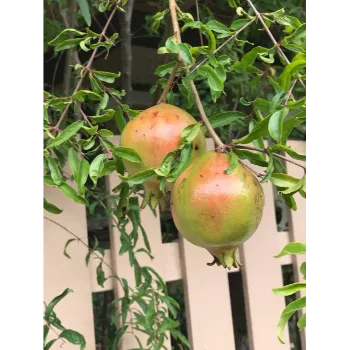 Pomegranate Plant